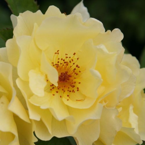 Vendita, rose rose arbustive - giallo - Rosa Goldspatz ® - rosa non profumata - W. Kordes’ Söhne® - ,-